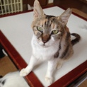 優しいお母さん猫です
