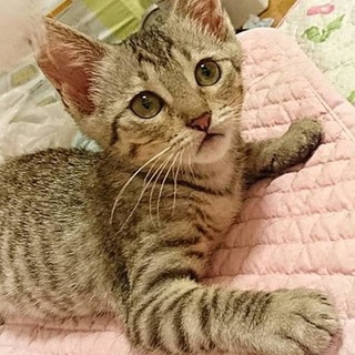 綺麗な女の子、サバ美ちゃん