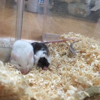 ファンシーマウス♂二匹