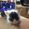 ファンシーマウス♂二匹 サムネイル2