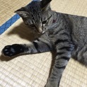 とても人懐っこい男の子☆里親さん急募