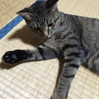 とても人懐っこい男の子☆里親さん急募