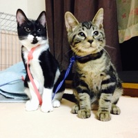 ばにら、ちょこ