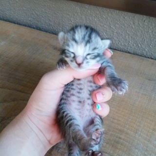 8月1日生まれの子猫です