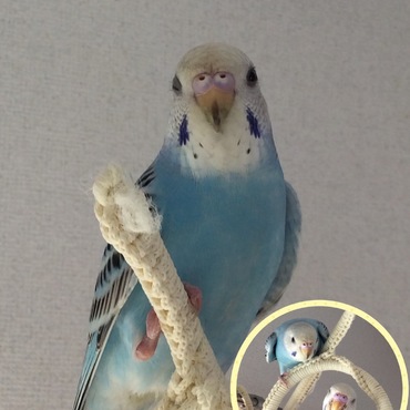 青いインコの中で いちばん美人✨
