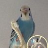 青いインコの中で いちばん美人✨