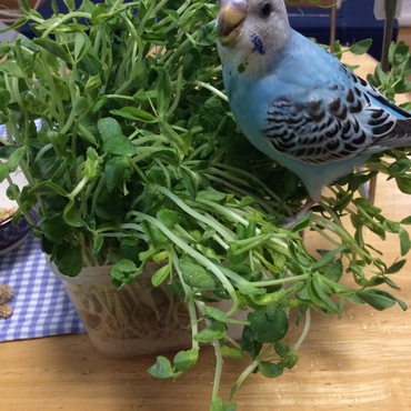 食いしん坊な おんにゃのこෆ⃛