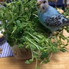 食いしん坊な おんにゃのこෆ⃛