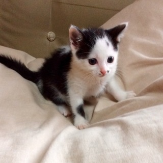 元気な子猫の里親さんになって下さい