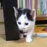 元気な子猫の里親さんになって下さい サムネイル2