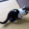 元気な子猫の里親さんになって下さい サムネイル3
