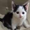 元気な子猫の里親さんになって下さい サムネイル4