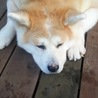 ともちゃん