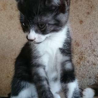 子猫の里親募集