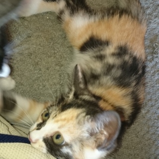 子猫の里親、募集