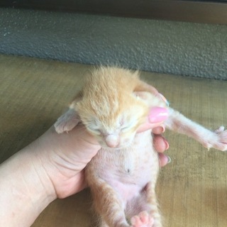 8月1日生まれの子猫です