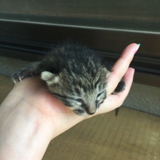 8月1日生まれの子猫です