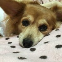 ペコ