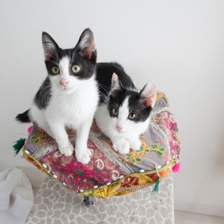 仲良し兄弟のモモンガ先輩と後輩♪