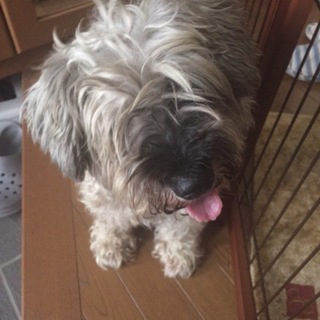 緊急！里親さん探しています