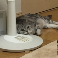 シュシュ