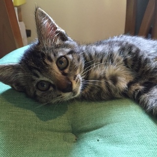 人が好き　室内飼いに向いています。