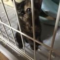 小柄で困り顔のサビねこちゃん