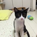 ※急募  新しい家族にして下さい