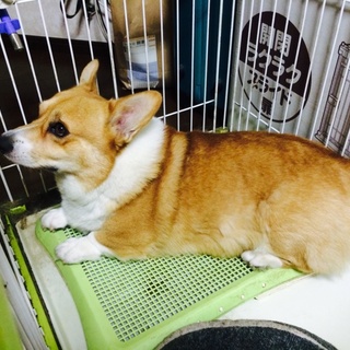 元気いっぱいで、甘えん坊な、コーギーくんです。