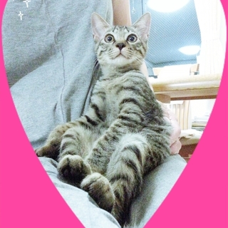 赤ちゃんみたいに肉球おしゃぶり