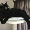 黒猫りんごのご主人