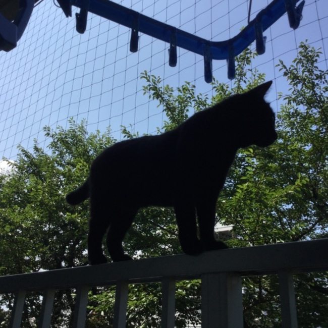 黒猫りんごのご主人のカバー写真