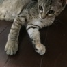 しのともっちょ