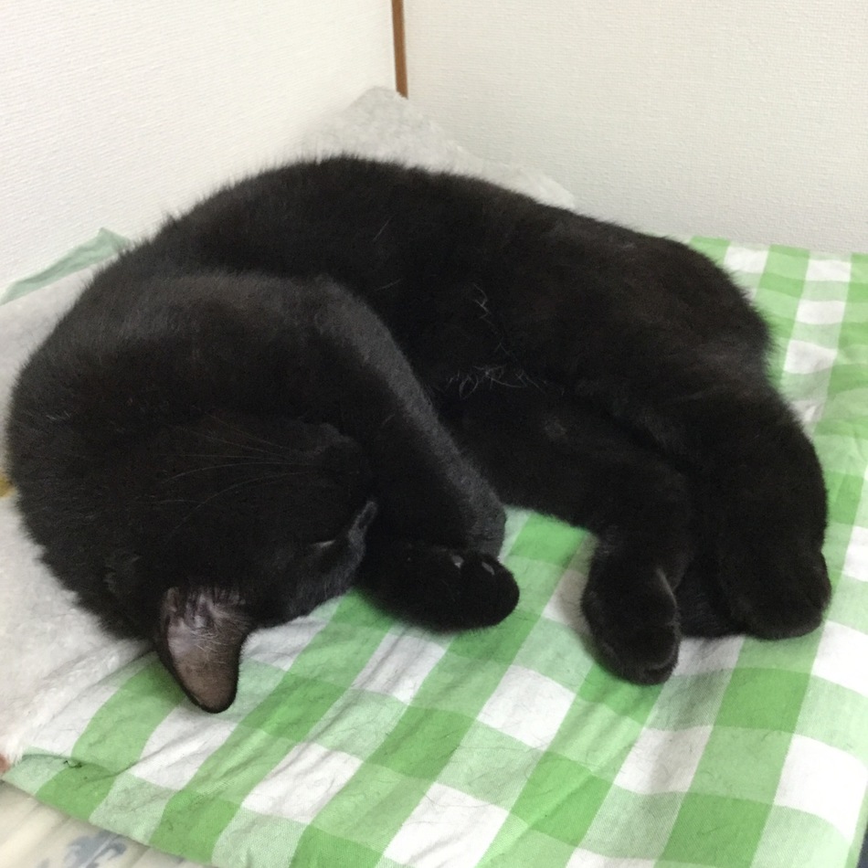 りんごのカバー写真