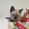 シャム猫を彷彿させる