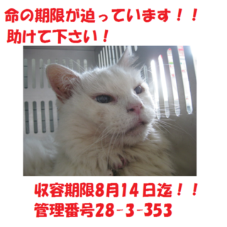 里親決定！お迎えありがとうございましたm(__)m