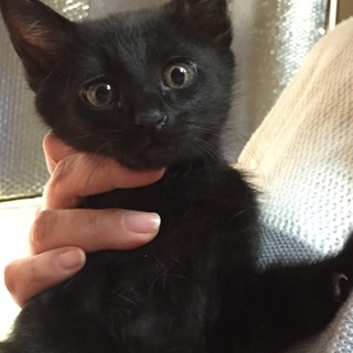 元気いっぱい黒猫の兄弟