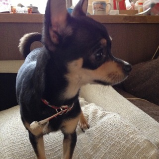 幸せにして下さる方を探しています。夢羽(むう)くん