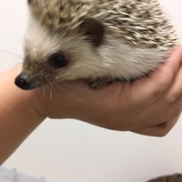 ハーリー