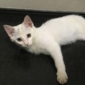 超甘えん坊☆ふぅちゃん4ヶ月