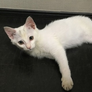 超甘えん坊☆ふぅちゃん4ヶ月