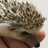 トム