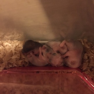 ハムスターの里親さん募集中