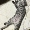 最近、ねぇさんの真似なのかへそ天で寝てることが多い．