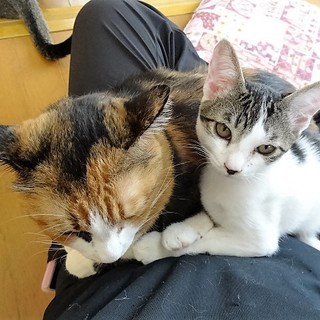 いろんな猫さんがいます！気軽に会いにきてください！