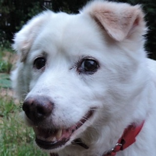 大人しく吠えない穏やか、社会性トイレバッチリハク君