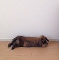 うさぎさん保護してます