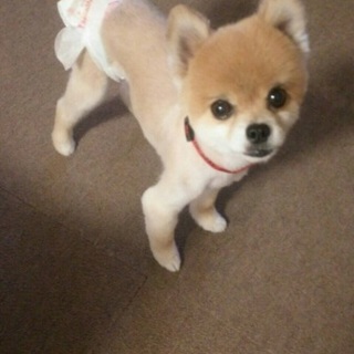 ８歳くらいの懐こくて可愛いポメラニアンのポーちゃん