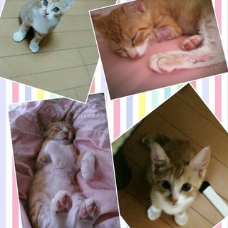 茶ﾄﾗ ﾎﾜｲﾄｿｯｸｽで可愛い甘えん坊な男の子 