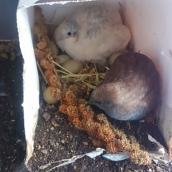 「ガンバレ」サムネイル2